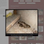 gallery-lightbox